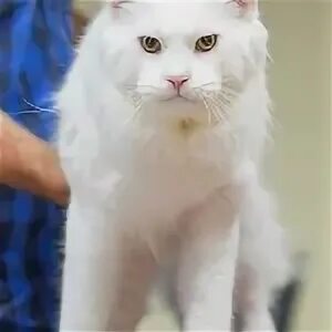 Куна регистрация
