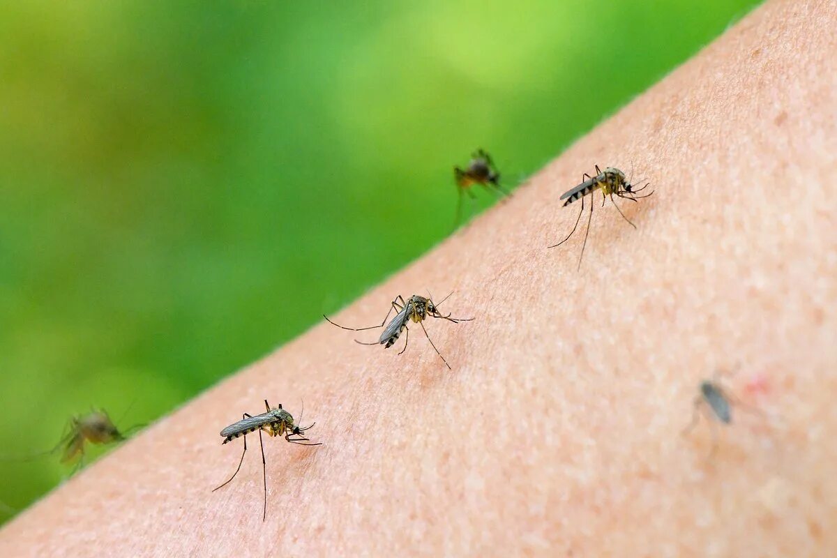 Комаров погуляет. Разновидности комаров. Лето комары.