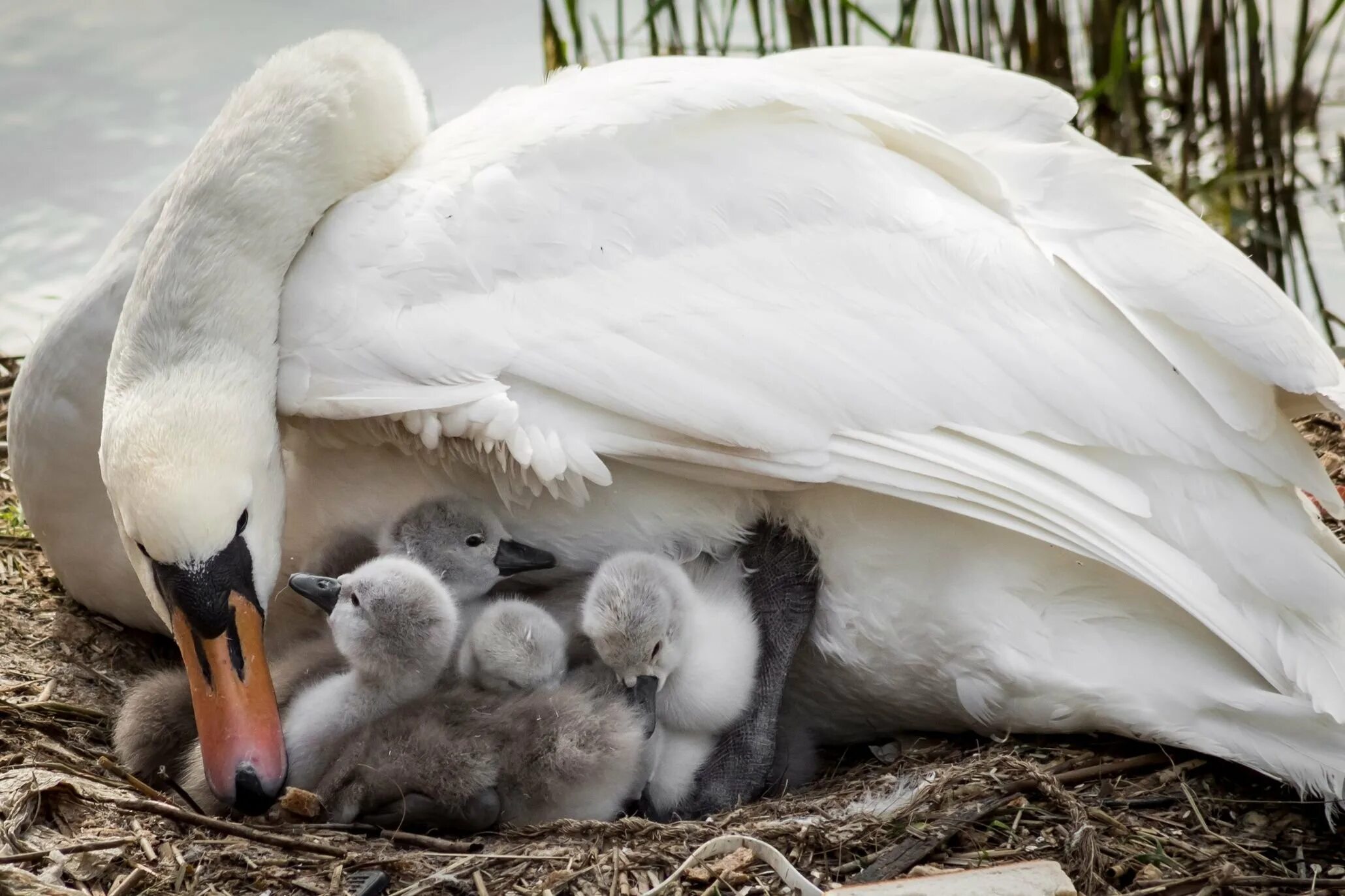 Маленький лебедь. Лебедь с лебедятами. Лебедь шипун с птенцами. Детеныш лебедя. Мамы и детеныши.