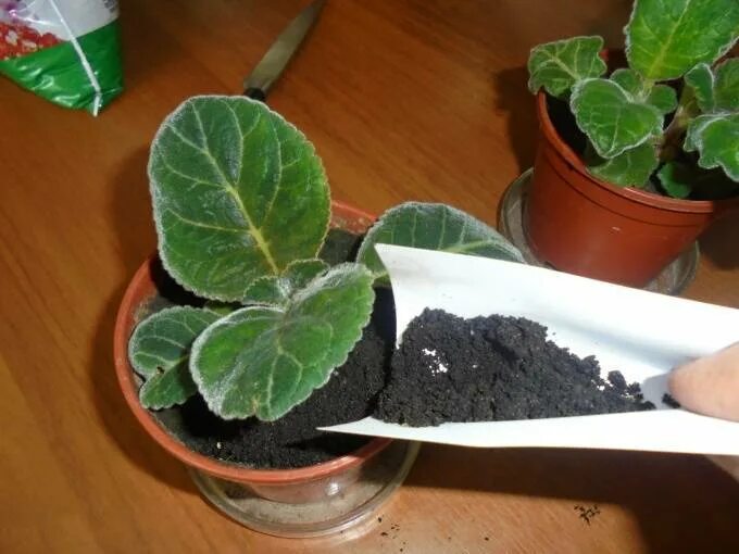 Клубень глоксинии. Глоксиния корни луковица. Антракноз глоксинии. Пересадка глоксинии. Глоксиния клубневая.