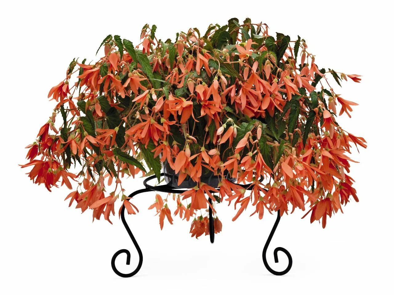 бегония боливийская копакабана yellow. бегония боливийская копакабана. бегония боливийская ампельная копакабана. бегония боливийская копакабана. бегония боливийская ампельная bossa nova.