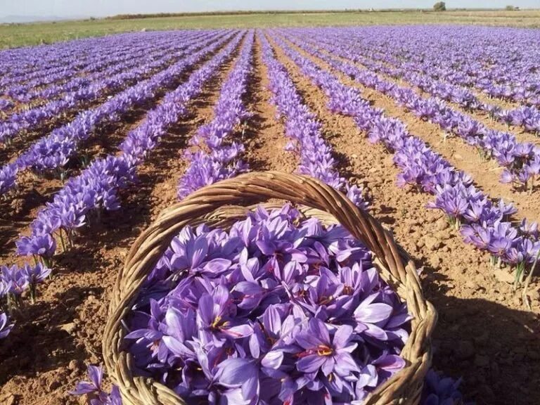 Какой цветок выращивают в россии. Крокус Шафран посевной. Плантация шафрана в Иране. Шафран специя Крокус. Zafaron Shafran посевной Crocus sativus.
