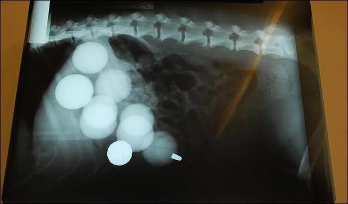 Собака съела 2. Гидрогелевые шарики в желудке. Гидрогелевые шарики проглотил ребенок. Инородный предмет в желудке у собаки. Гидрогелевые шарики на рентгене.