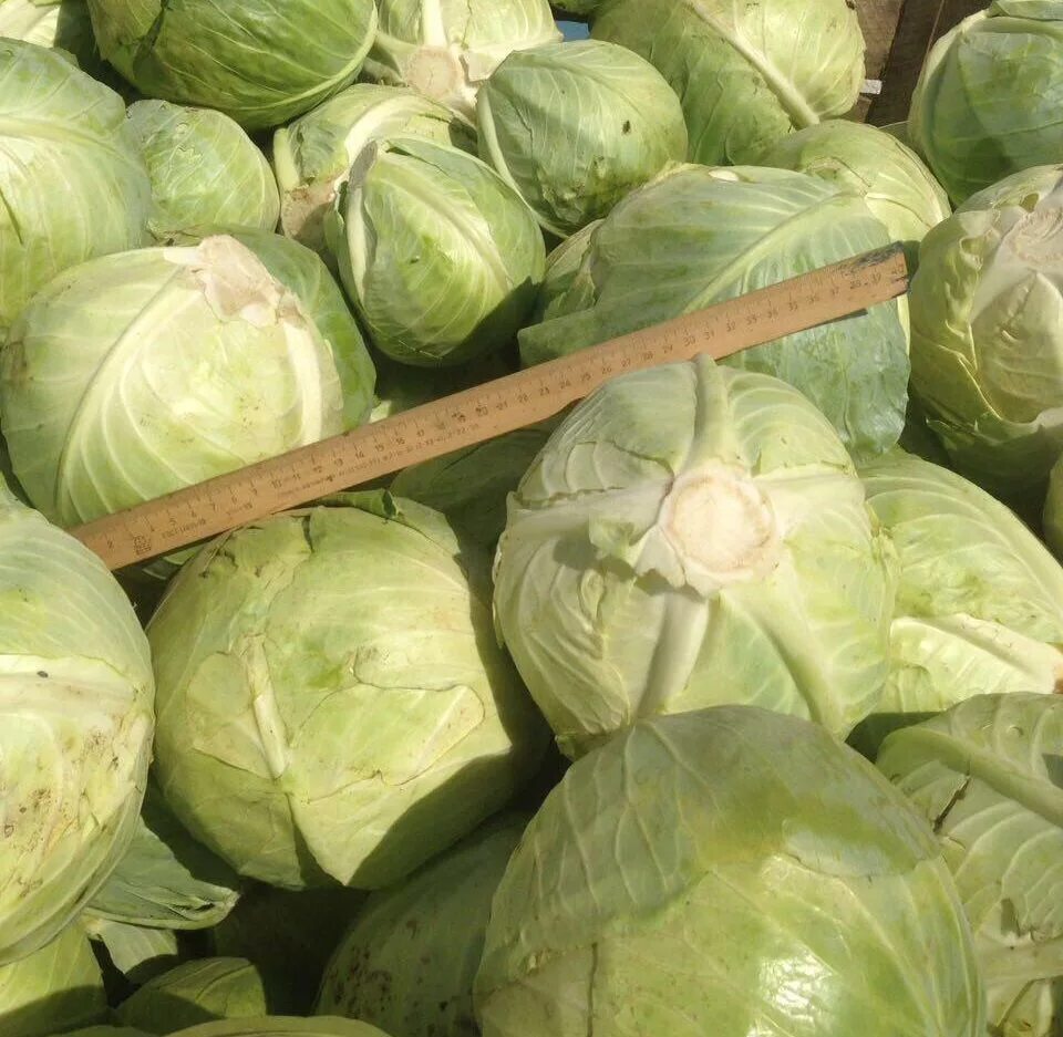 мешок картофеля в кг. капуста в мешке фото. сколько капусты в мешке. капуста белокочанная в сетках. капуста айсберг.