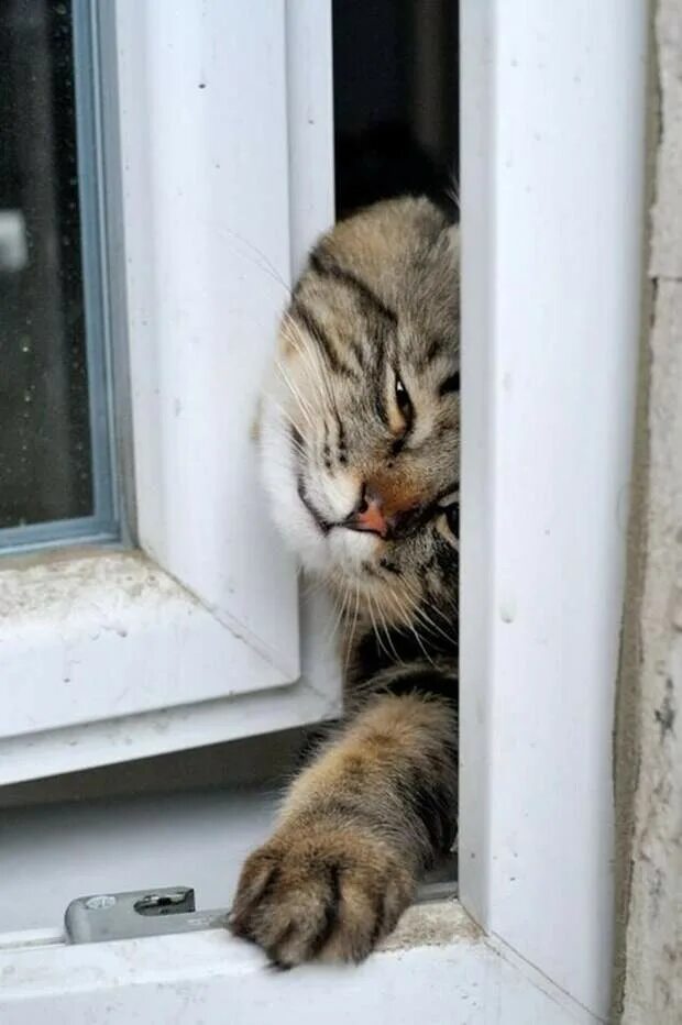 Кот открывает окно. Кот лезет в окно. Кот заглядывает в окно. Кот на окне. Кот ждет.