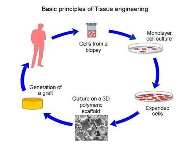 Tissue engineering application. Tissue engineering. Tissue engineering. Тканевая инженерия. Tissue engineering.