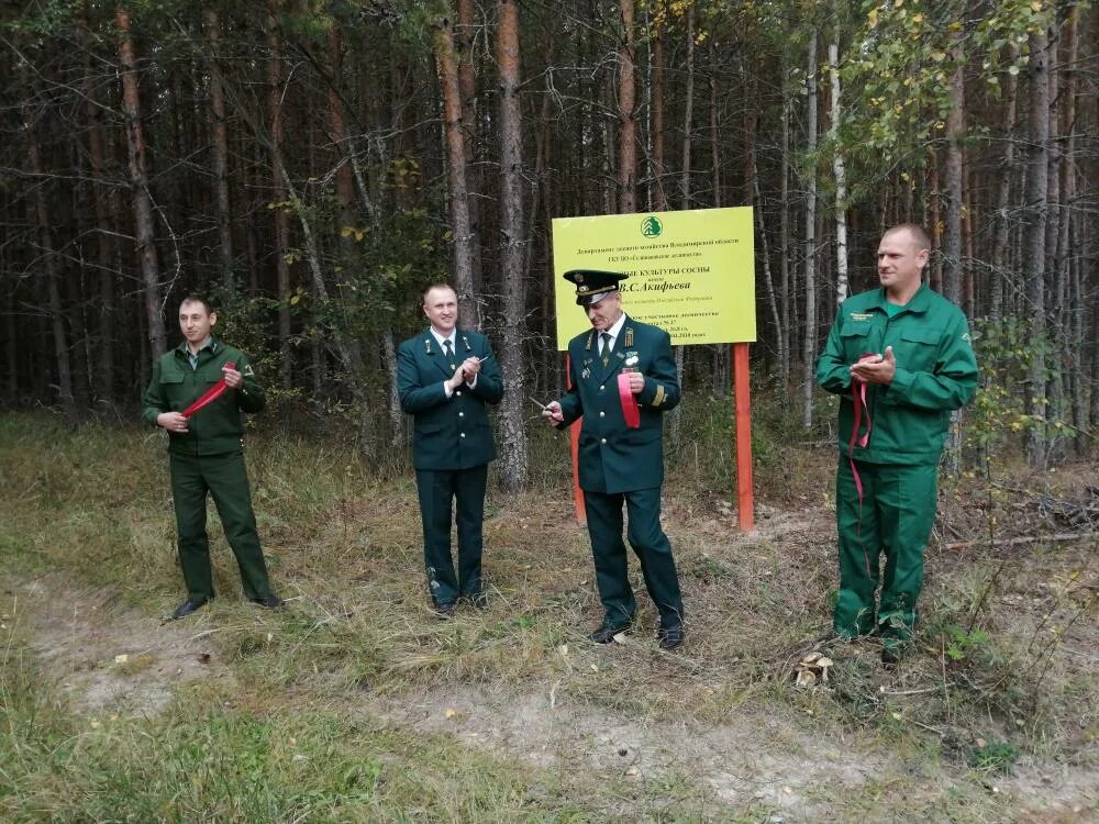 Лесное хозяйство владимирской области. Петушинское лесничество. Собинское лесничество. Владимирская область лесное хозяйство. Селивановское лесничество владимирской области.