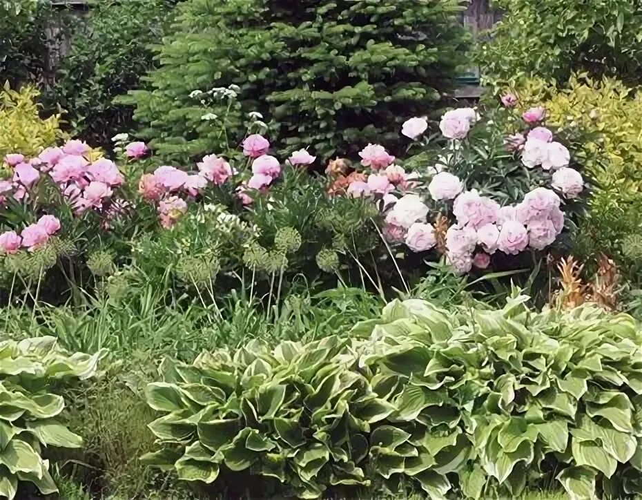 Пионы и гортензии совместимость на клумбе фото Фото 898833738942 из альбома Разное. Смотрите в группе ПЕРЕДЕЛКИНЫ * ТЕХНОЛОГИИ