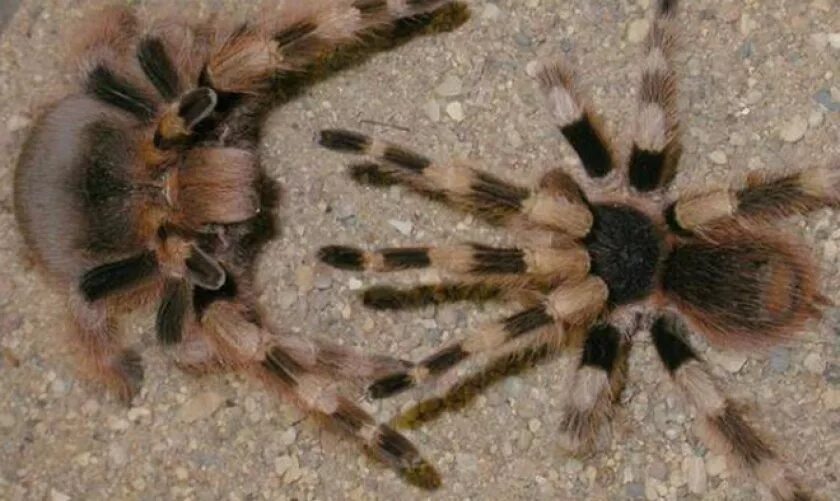Паукообразные размножение. Самка паука птицееда. самка и самец паука птицееда. паук птицеед спаривание. паук птицеед размножение.