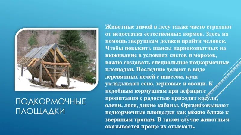 Помощь животным в зимнее время 2 класс. Как помочь животным в зимнее время. статья как помочь животным в зимнее время. как поморч жевотнам в зисмнейэ время. пом орщь животным зимой.