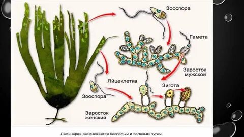 Хромосомный набор зооспор