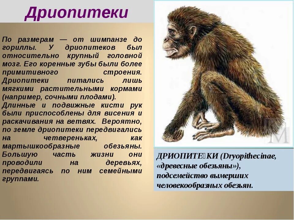 Эволюционное происхождение человека презентация 9 класс пономарева. Дриопитеки предки человека. Дриопитеки Эволюция. Эволюция человека дриопитек. Австралопитек приматы дриопитек.