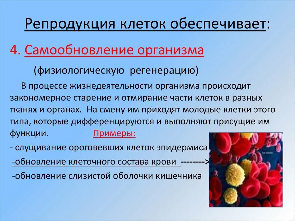 Самообновление организма. Самообновление клетки. Репродукция тканей и органов. Самообновление в биологии это.