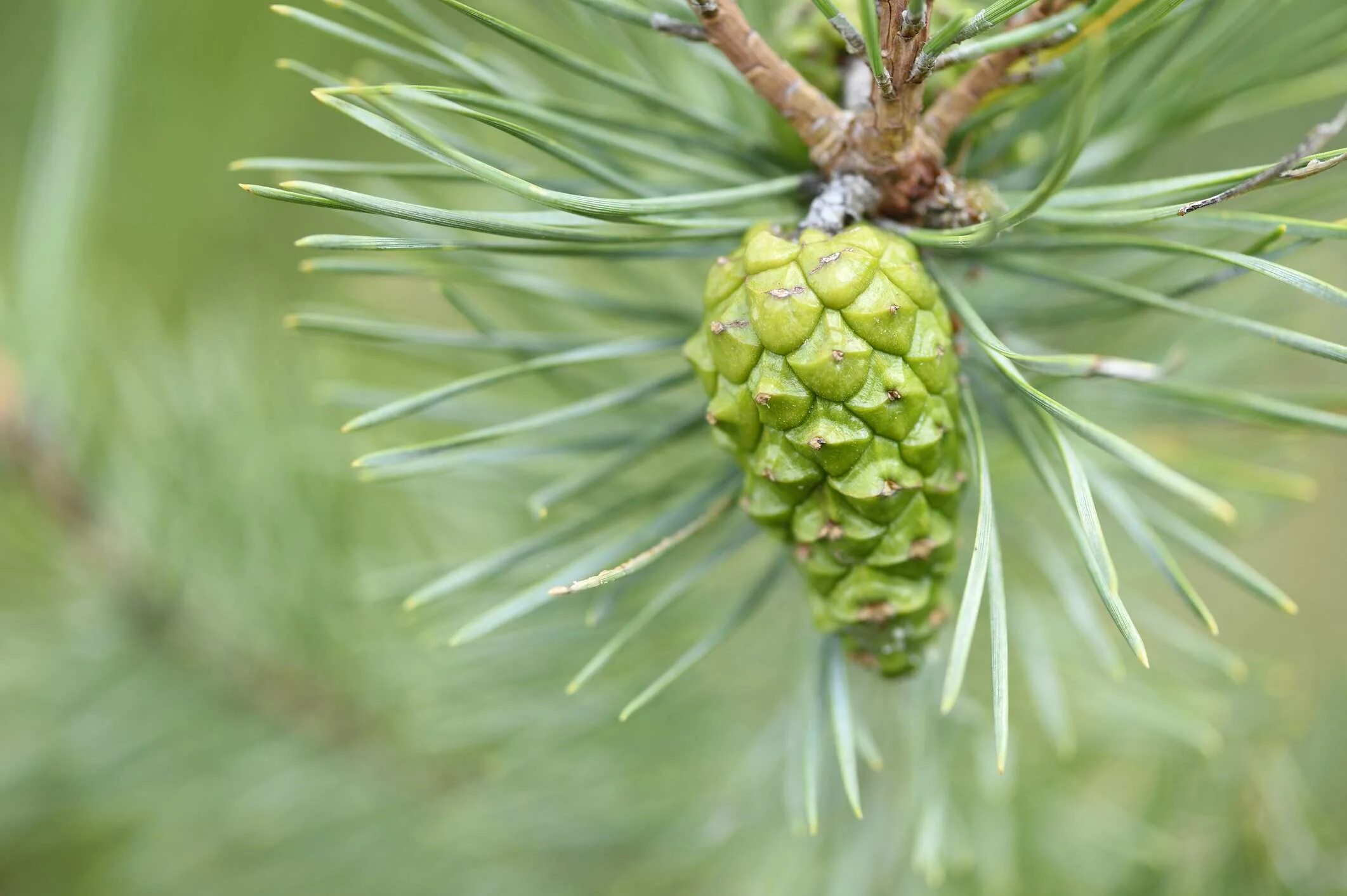 Зеленая шишка ели. Pinus Sylvestris шишки. Pinus Sylvestris шишка. Пыльца сосновых шишек. Шишка сосны Pinus lambertiana.