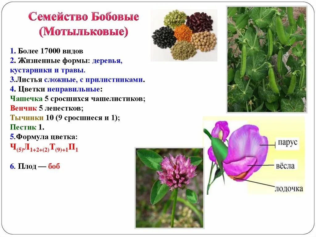 Формула цветка семейства мотыльковые бобовые. Пасленовые Розоцветные крестоцветные бобовые. Семейство Мотыльковые Бобы. Семейство крестоцветные бобовые Розоцветные. Паслёновые Мотыльковые бобовые.