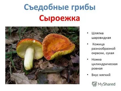 К каким грибам относится сыроежка