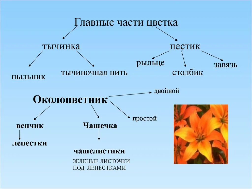 Строение и многообразие цветков 6 класс биология. Строение цветка основные части. Строение и разнообразие цветов. Строение и разнообразие цветка. Тема генеративный