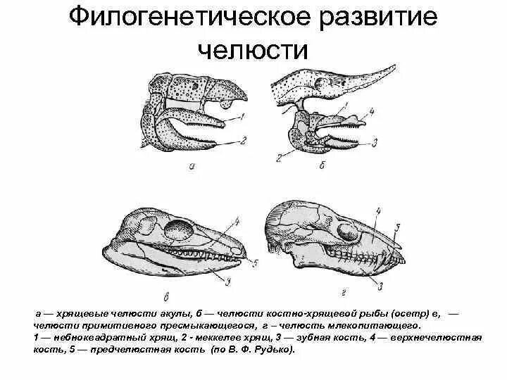 Появление челюстей у позвоночных. Строение черепа осетра. Первичная верхняя челюсть костных рыб. Строение черепа хрящевых рыб.