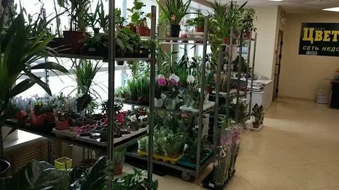 Авито цветы барнаул