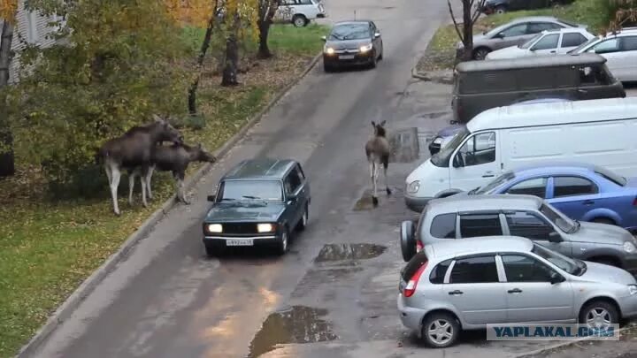 Лось ушел. Лоси в Заречном. Лоси в Заречном Пензенской. Город Заречный Пензенская область лоси. Лось в Пензе.