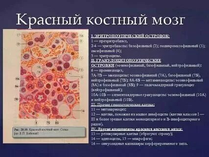Какая ткань кроветворная