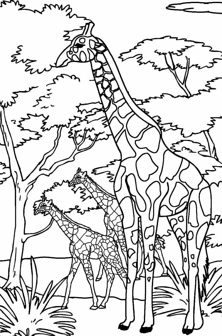Животные африки раскраска. Саванна раскраска для детей. Жираф раскраска для детей. Жираф раскраска для детей. Африка раскраска для детей.