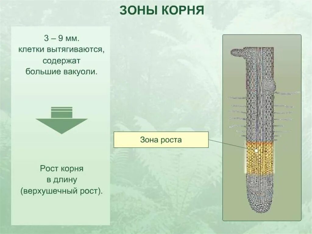 Зона корня защищающая корень от механических повреждений