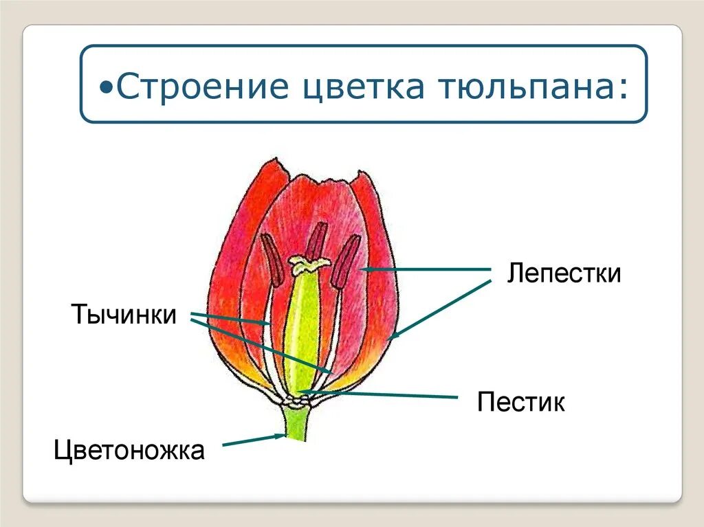 Какой тип питания характерен для тюльпана. Строение цветка однодольных растений. Строение цветка однодольных растений схема. Пестик тюльпана строение. Строение пестика цветка.