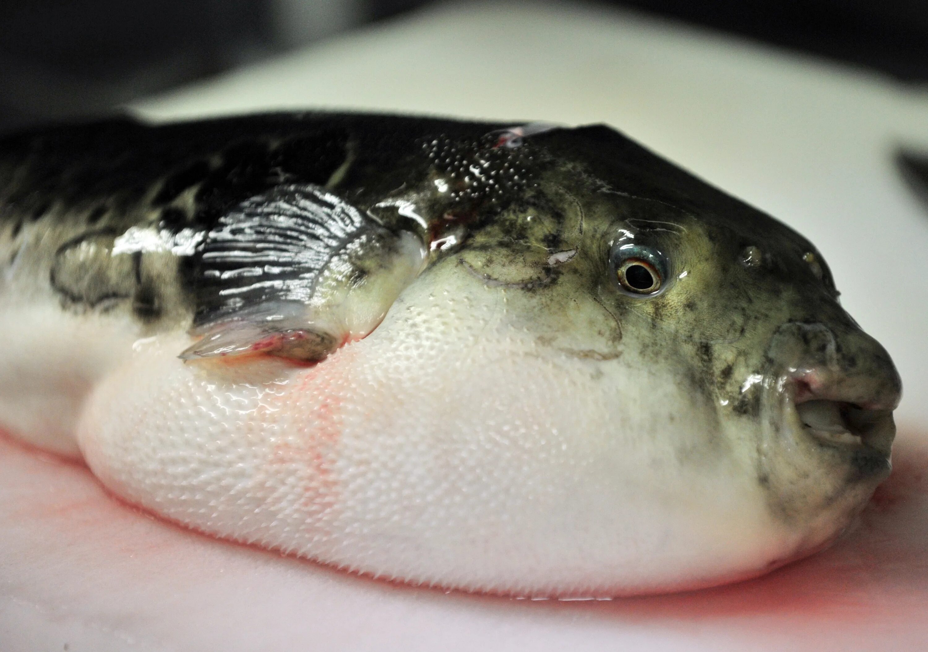 Ядовитая рыба фугу. Японская ядовитая рыба фугу. Ядовитая рыба фуагра. Тетродотоксин фугу. Рыба фу