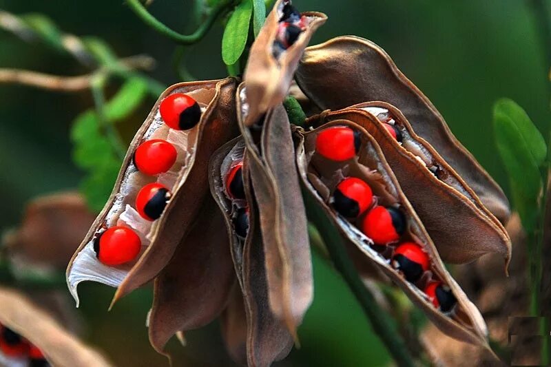 уайруро талисман. красно черные семена. кенуа черная. семечка черная. тропический сухофрукт красный с черными семенами.