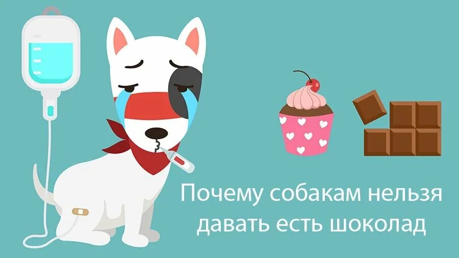 Почему собаке сладкое. Почему собакам нельзя шоколад. Почему нельзя давать собакам шоколад. Шоколад яд для собак.