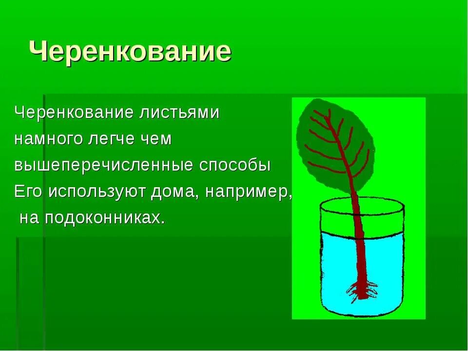 Черенкование комнатных растений. Листовое черенкование. Лабораторная работа черенкование комнатных растений. Размножение комнатных растений черенками. Биология 6 класс вегетативное размножение растений лабораторная