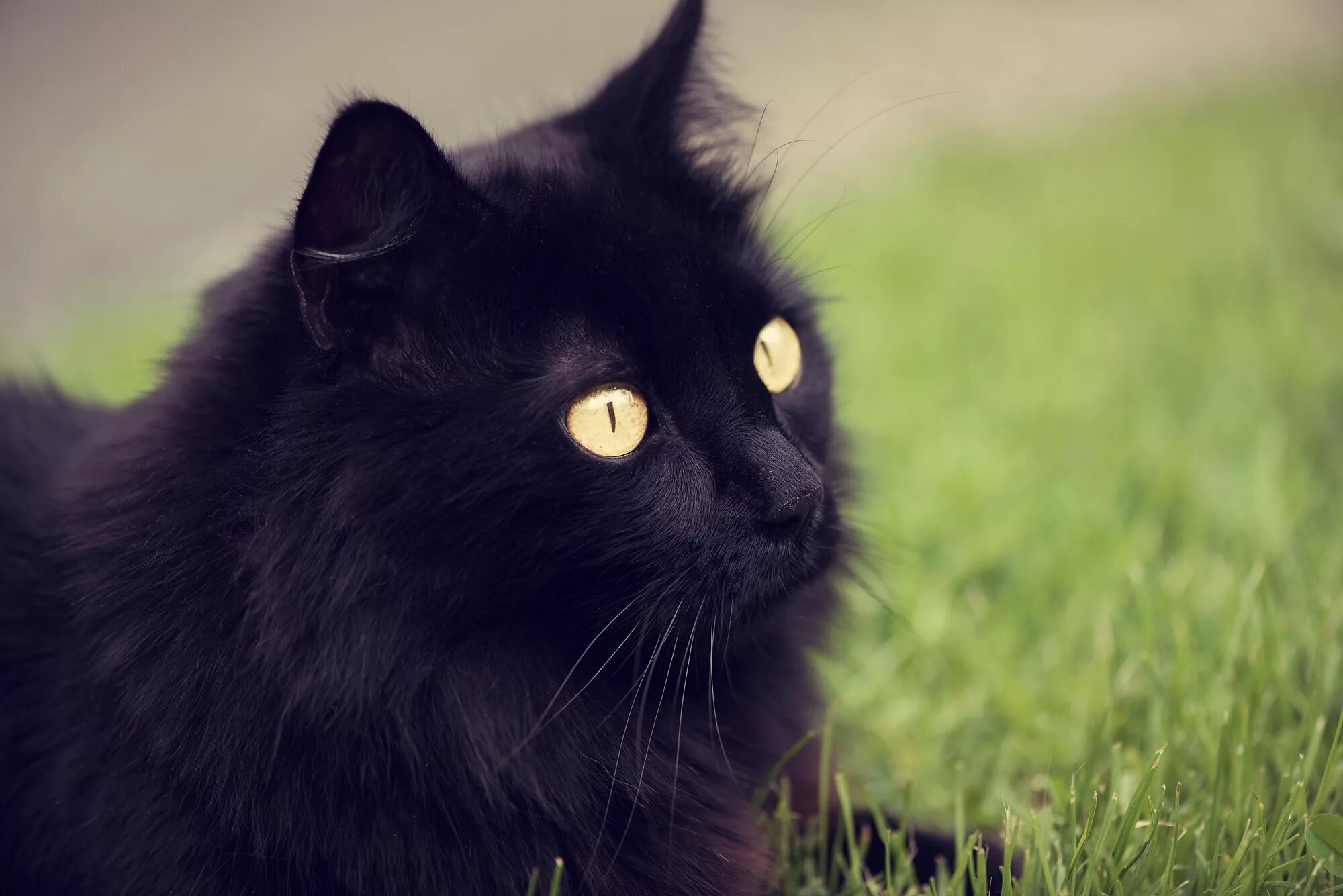 Шантильи Тиффани кошка. Бомбейская кошка пушистая. Ангорский кот черный пушистый. Черные коты. Черные кошки 10