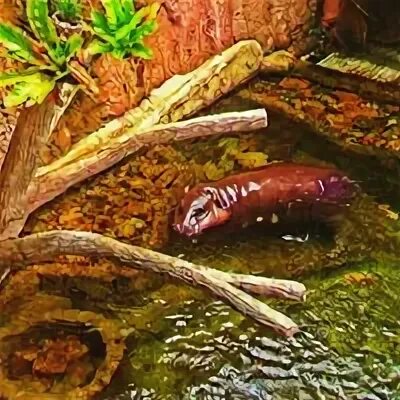 Wildlife wonderland