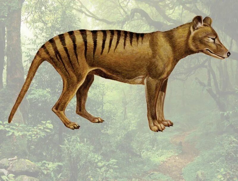 Вымершие классы животных. Животные исчезнувшие по вине человека. Тасманийский волк (тилацин). Вымершие классы животных. Сообщение о исчезающих животных.