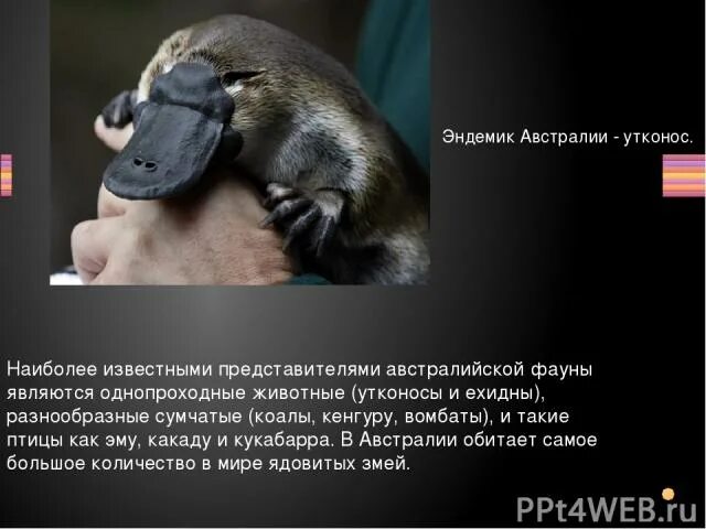 Кенгуру и утконос. Утконос и ехидна. утконос и кенгуру. коала кенгуру утконос. утконосы и ехидны.