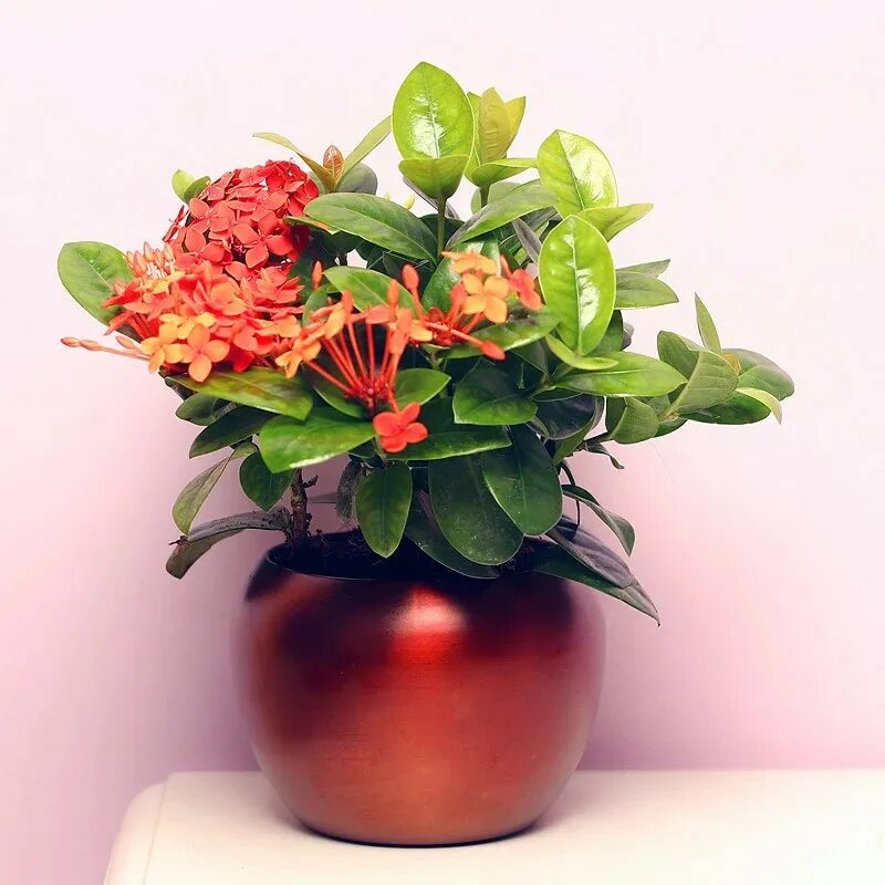 Иксора диагностические работы. Иксора цветок. Искора цветок комнатный. Ixora Maui Red (Dwarf Ixora and Maui Ixora). Иксора знак.