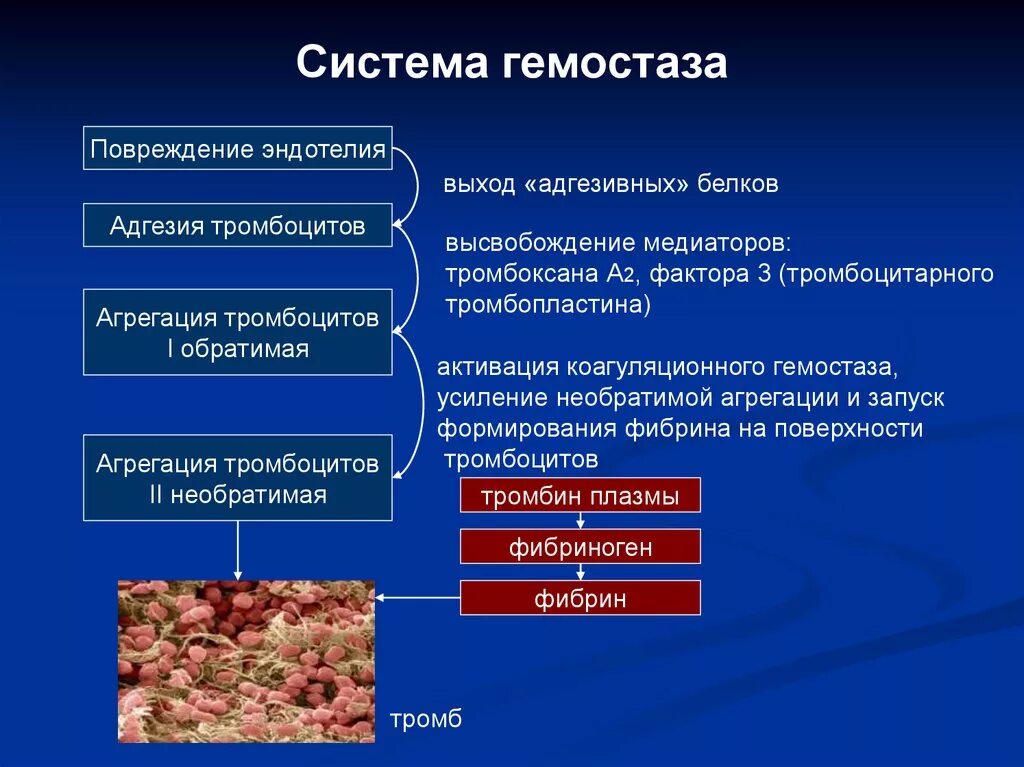 При повреждении сосудов тромбоциты. Система гемостаза. Процесс гемостаза. Система гемостаза схема. Основные механизмы гемостаза.