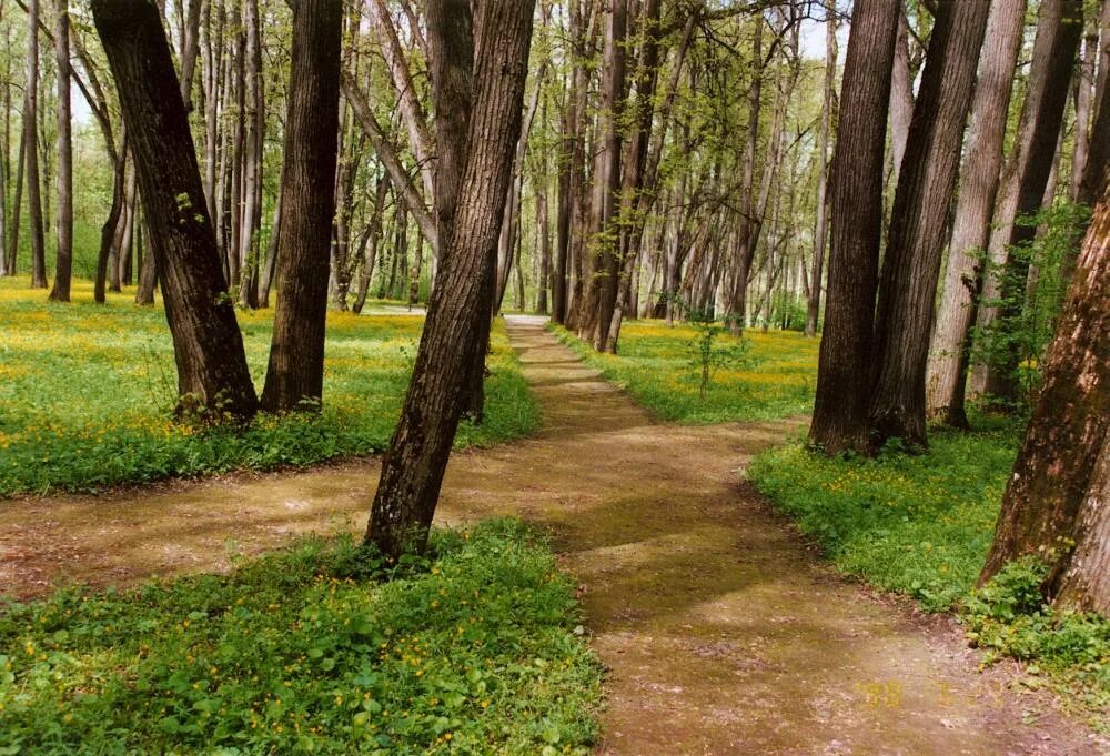 Тургеневский дуб фото осенью. Тургеневский пруд. Спасское лутовиново. Парк в усадьбе спасское лутовиново. Дуб в усадьбе писателя спасское-лутовиново в орловской области.