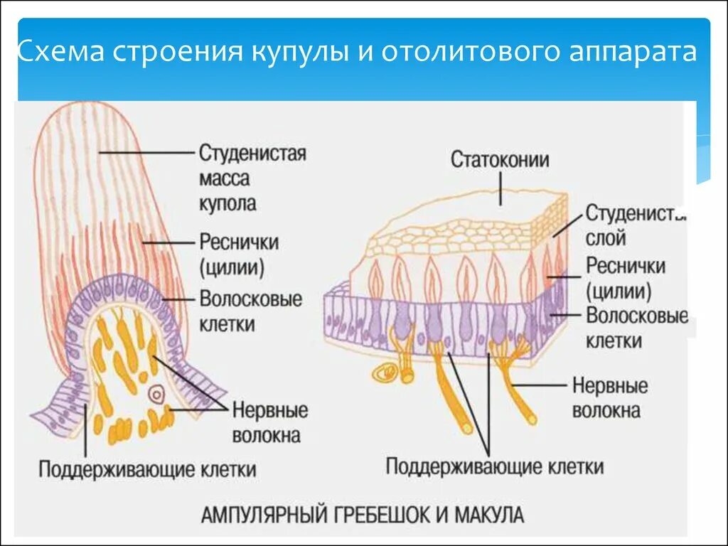 Клетки вестибулярного аппарата. Строение отолитового рецептора. Слуховой гребешок гистология. Строение вестибулярного аппарата гистология. Отолитовый аппарат строение.