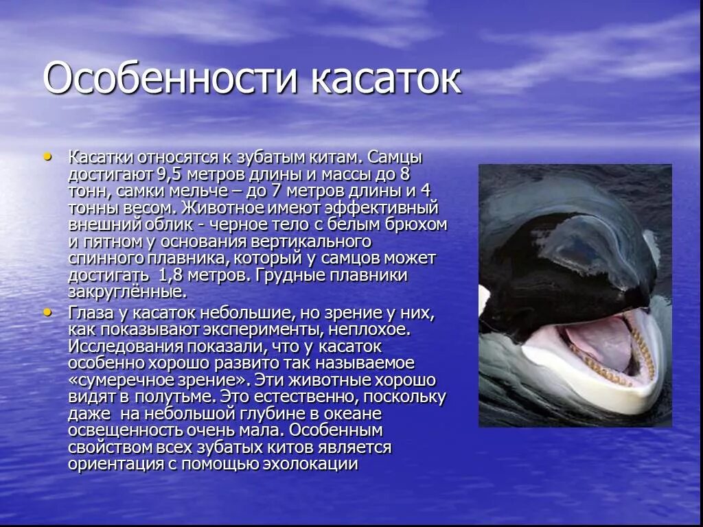 Сообщение об обитателях океана. Касатка презентация. Сообщение о касатке. Доклад про касатку. Проект про касаток.