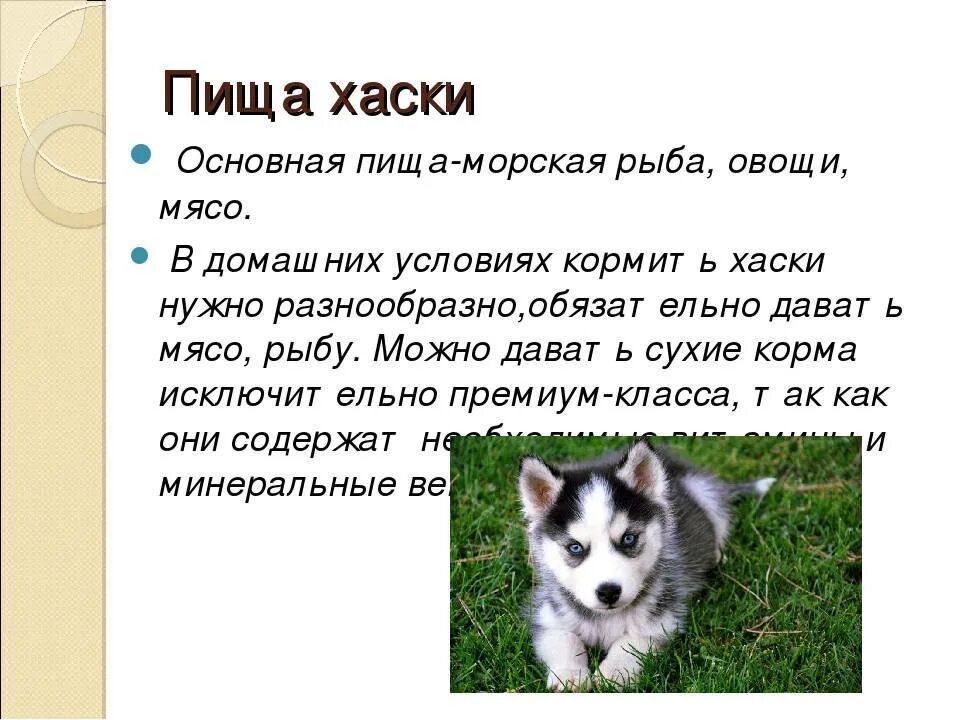 Как ухаживать за питомцем в лайке