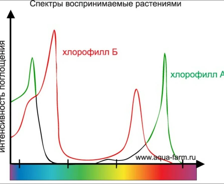 Спектр поглощения света хлорофиллом. Спектр поглощения пигмента хлорофилла. Спектр солнечного излучения для фотосинтеза. Спектр света для фотосинтеза растений.