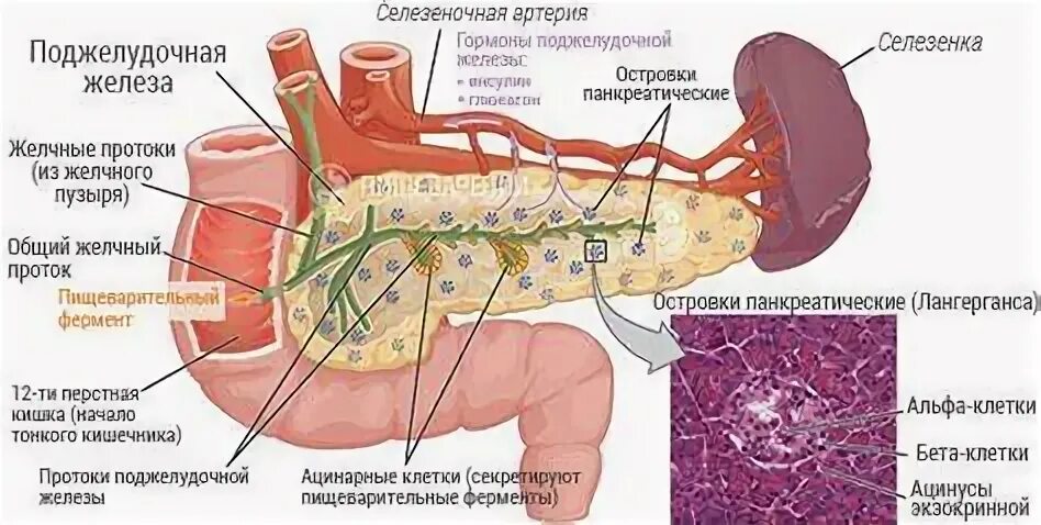 Стол 2 диета. Диета питания при панкреатите. Воспалилась поджелудочная что можно кушать. Каши для больной поджелудочной. Воспалилась поджелудочная что можно кушать.