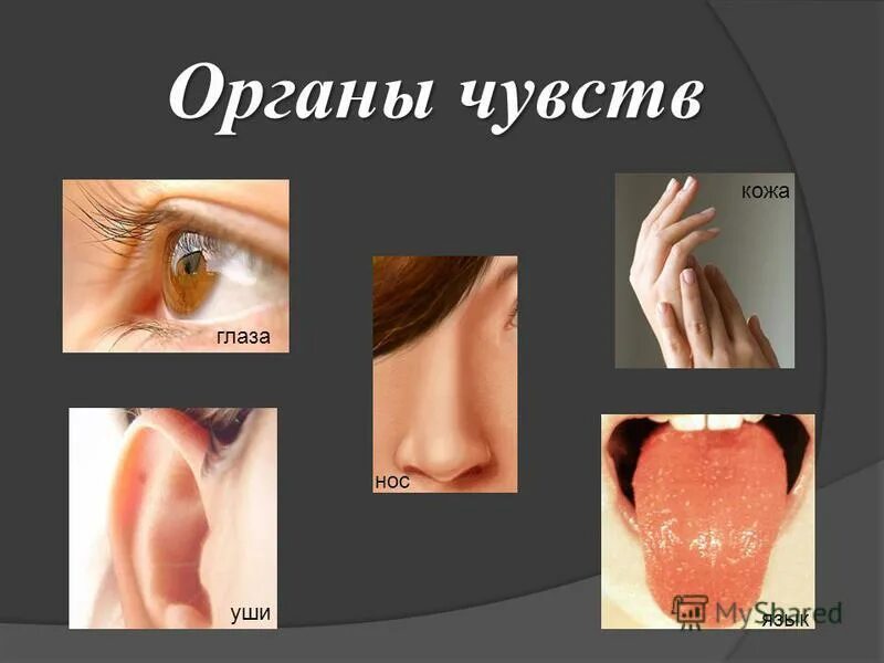 Презентация органы чувств 8 класс. Органы чувств. Ощущения органы чувств.