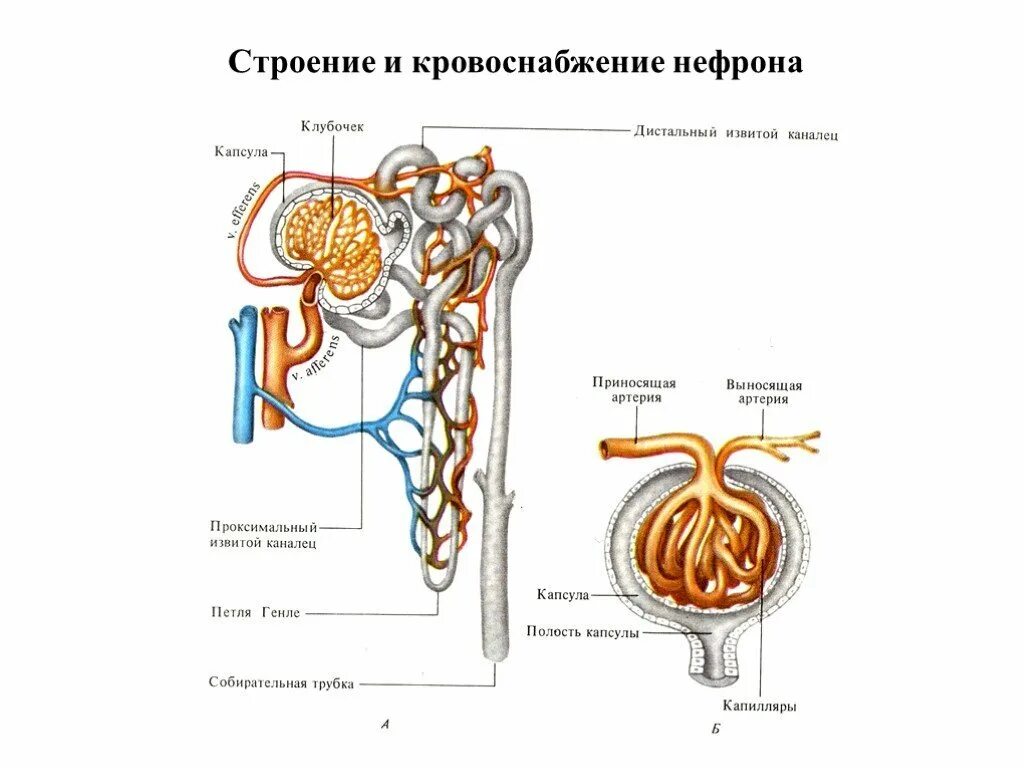 Какова функция извитого канальца нефрона. Строение и кровоснабжение нефрона. капсула и каналец нефрона это. капсула клубочка нефрона строение. строение почки капсула нефрона.
