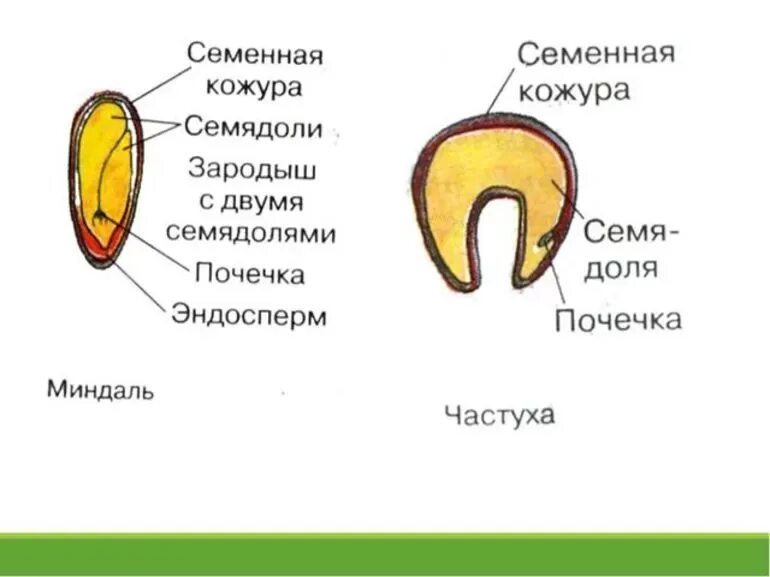 Функции семенной кожуры семени. Строение семени семенная кожура зародыш. строение семени частухи. строение семени семенная кожура. из чего состоит семядоля.