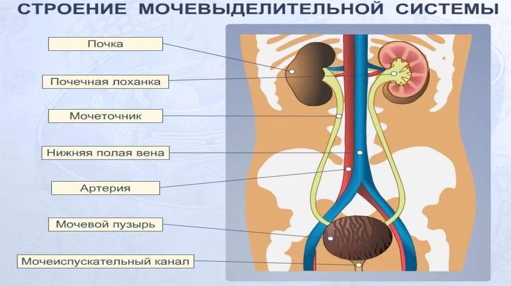 Строение и функции выделительной системы 8 класс. Почки и выделительная система биология 8 класс. Выделительная система строение почки. Строение выделительной системы человека 8 класс биология.