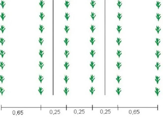 Расстояние между огурцами при посадке. Схема посадки сахарной кукурузы в открытый грунт. Схема посадки кукурузы сахарной. Схема посадки кукурузы на зерно в открытом грунте. Схема посева кукурузы плотность посадки.