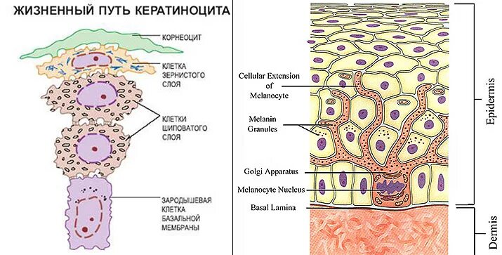 Кератиноциты базального слоя. Схема дифференцировки кератиноцитов эпидермиса. клетки лангерганса в эпидермисе. кератиноциты эпидермиса кожи. кератиноциты эпидермиса функции.
